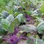 กะหล่ำปม หรือ โคลาบิ สีม่วง Purple Vienna Kohlrabi 200 เมล็ด