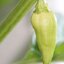 พริกปีศาจสีขาว White Bhut Jolokia Pepper ชุดละ 10 เมล็ด