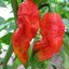 พริกบุตโจโลเกียสีแดง Red Bhut Jolokia Pepper 15-20 เมล็ด