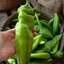 พริกยักษ์ใหญ่ที่สุดในโลก Big Jim Giant Pepper ชุดละ 6-8 เมล็ด