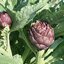 หัวปลีฝรั่ง หรือ อะติโช๊ค สีม่วง Artichoke - Violet Globe 10 เมล็ด