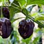 พริกฮาบานีโร สีน้ำตาล(กินได้) Brown habanero pepper 20 เมล็ด