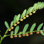 ผงลูกใต้ใบ 100% (Phyllanthus Amarus Powder)