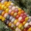 ข้าวโพดอัญมณี Corn Rainbow Glass Gem Corn 6 เมล็ด