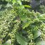 เมล็ดพันธุ์กาแฟพันธุ์อาราบิก้า (Arabica) 50 เมล็ด