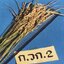 เมล็ดพันธุ์ข้าวญี่ปุ่น ก.วก2