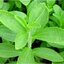 ผงหญ้าหวาน 100% (Green Stevia Powder)