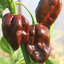 พริกฮาบานีโร สีน้ำตาล(กินได้) Brown habanero pepper 20 เมล็ด