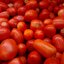 มะเขือเทศโรมา Roma Tomato 50 เมล็ด