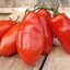 มะเขือเทศ ซานมาซาโน(San marzano Tomato)นิยมใช้ทำซอสมะเขือเทศหรือรัปประทานสด 20 เมล็ด