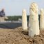 เมล็ดพันธุ์หน่อไม้ฝรั่งสีขาว White Asparagus 20 เมล็ด