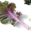 เมล็ดพันธุ์ คะน้าใบหยัก kale purple 20 เมล็ด