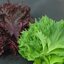 เมล็ดพันธุ์ชิโสะ (ใบเขียว) Green Shiso Leaf 20 เมล็ด