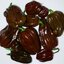 พริกฮาบานีโร สีน้ำตาล(กินได้) Brown habanero pepper 20 เมล็ด