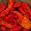พริกปีศาจ Bhut Jolokia Pepper พริกเผ็ดติดอันดับโลก จำนวน 7 เมล็ด