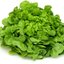 ผักสลัด กรีนโอ๊ค Green Oak Lettuce 100 เมล็ด