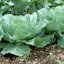 กะหล่ำปลี เดนนิส บอลเฮด Danish Ballhead Cabbage 200 เมล็ด
