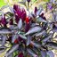 พริกราชินี Purple Prince Chilli 50 เมล็ด