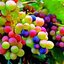 องุ่นสีรุ้ง Rainbow Grape 10 เมล็ด