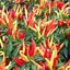 พริกกระจุก capsicum annuum 30 เมล็ด