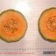 เมล่อน มินิสโซต้า Melon-minnesota-midget 20 เมล็ด 45 บาท