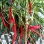 เมล็ดพริก Long Red Cayenne 30 เมล็ด