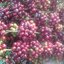 เมล็ดพันธุ์กาแฟโรบัสต้า (Robusta) 50 เมล็ด