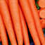 เมล็ดแครอทสีส้ม Tender Sweet Carrot 200 เมล็ด