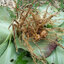 ผงว่านเปราะหอม 100% (Kaempferia Galanga Powder)