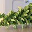 กะหล่ำดาว สีเขียว Green Brussels Sprout 100 เมล็ด