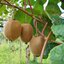 เมล็ดพันธุ์กีวีสีเหลือง Yellow Kiwi 10 เมล็ด