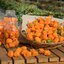 พริกฮาบานีโร สีส้ม(กินได้) Orange Habanero 20 เมล็ด