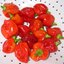 พริกแคริเบียนสีแดง Caribbean red Peppers ชุดละ 10 เมล็ด