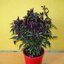 พริกราชินี Purple Prince Chilli 50 เมล็ด
