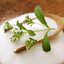 เมล็ดพันธุ์สมุนไพร หญ้าหวาน Stevia Rebaudiana Sweetleaf Sugar Herb 50 เมล็ด