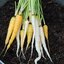 เมล็ดแครอทสีขาว Lunar White Carrot 100 เมล็ด