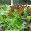 ผักสลัด กรีนโอ๊ค Green Oak Lettuce 100 เมล็ด