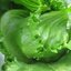ผักกาดแก้ว (Iceberg Lettuce) 200 เมล็ด