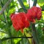 พริกแคโรไลนา รีพเปอร์ Carolina Reaper pepper จำนวน 5 เมล็ด เป็นพริกเผ็ดที่สุดในโลกติดอับดับ 1