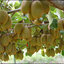 เมล็ดพันธุ์กีวี สีเขียว Green Kiwi 10 เมล็ด