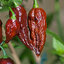 พริกปีศาจ สีช็อคโกแลต Peperoncino bhut jolokia chocola 10 เมล็ด