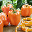 เมล็ดพันธุ์พริกหวานแคลิฟอร์เนียสีส้ม Orange Sweet Pepper 20-25 เมล็ด