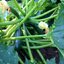 ซูกินี่ ดำ Zucchinis 10 เมล็ด
