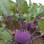 กะหล่ำปม หรือ โคลาบิ สีม่วง Purple Vienna Kohlrabi 200 เมล็ด