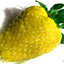 สตรอเบอรี่สีเหลือง Yellow Strawberry 30 เมล็ด