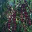 เมล็ดพันธุ์กาแฟโรบัสต้า (Robusta) 50 เมล็ด