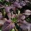 ผักสลัดมัสตาร์ด สีแดง Mustard Red Giant Mustard Seeds 500 เมล็ด