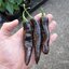 พริกดำ พาสซิล่า Pasilla bajio Pepper ชุดละ 10 เมล็ด