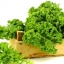 เมล็ดพันธุ์ คะน้าใบหยัก kale green 20 เมล็ด