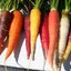 เมล็ดแครอทรวม 5 สี แดง ส้ม เหลือง ม่วง ขาว (Mix Carrot) ถุงละ 500 เมล็ด